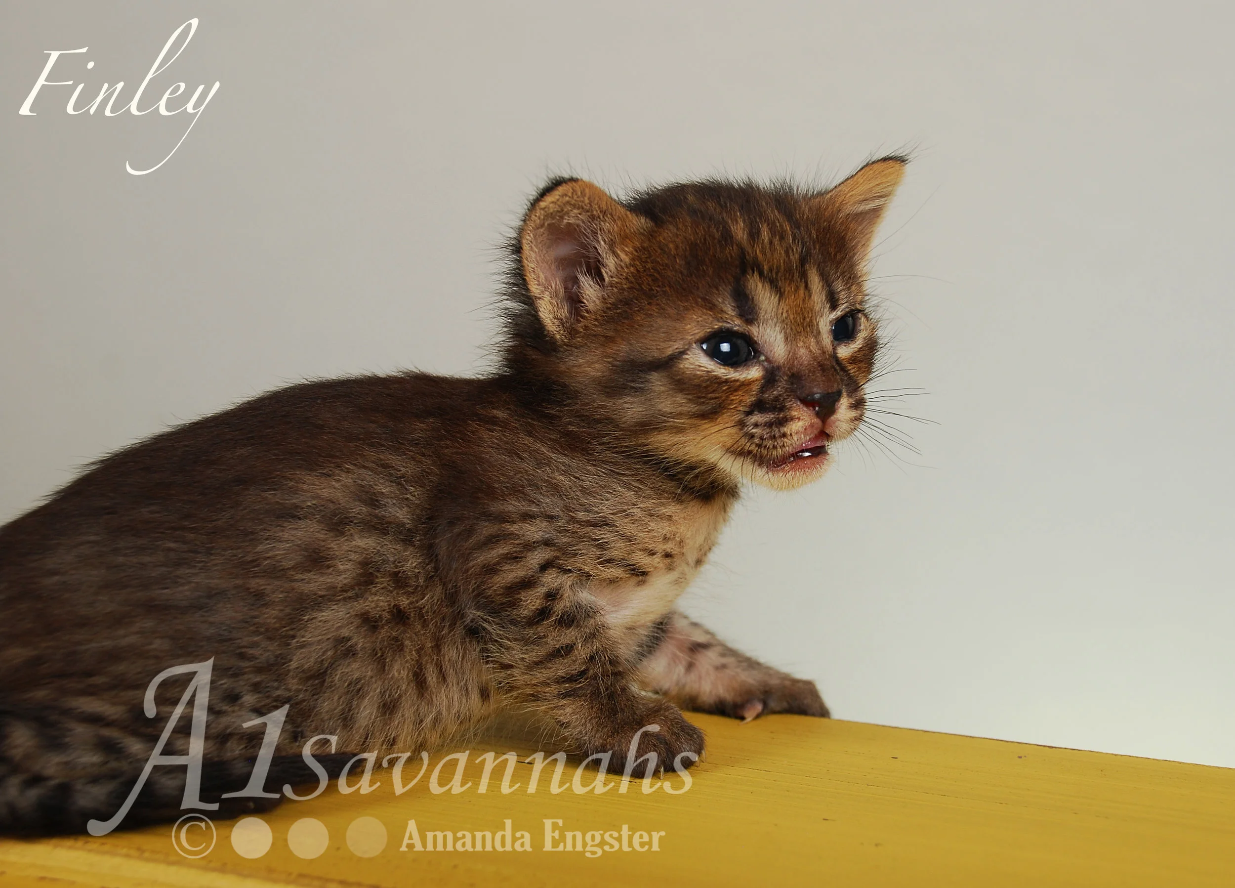 A1Savannahs Finley F4 Female Savannah Kitten