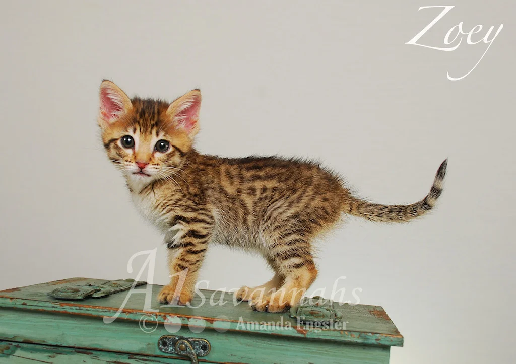 A1Savannahs Zoey F3 Female Savannah Kitten