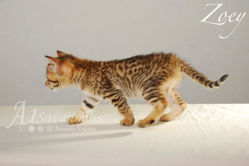 A1Savannahs Zoey F3 Female Savannah Kitten