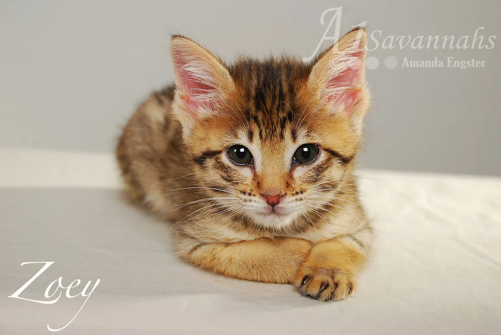 A1Savannahs Zoey F3 Female Savannah Kitten