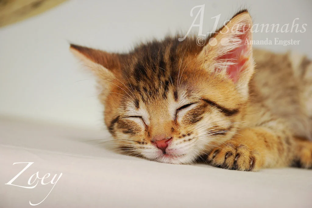 A1Savannahs Zoey F3 Female Savannah Kitten