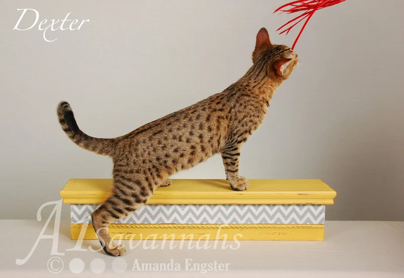 A1Savannahs Dexter SBT Male Savannah Kitten