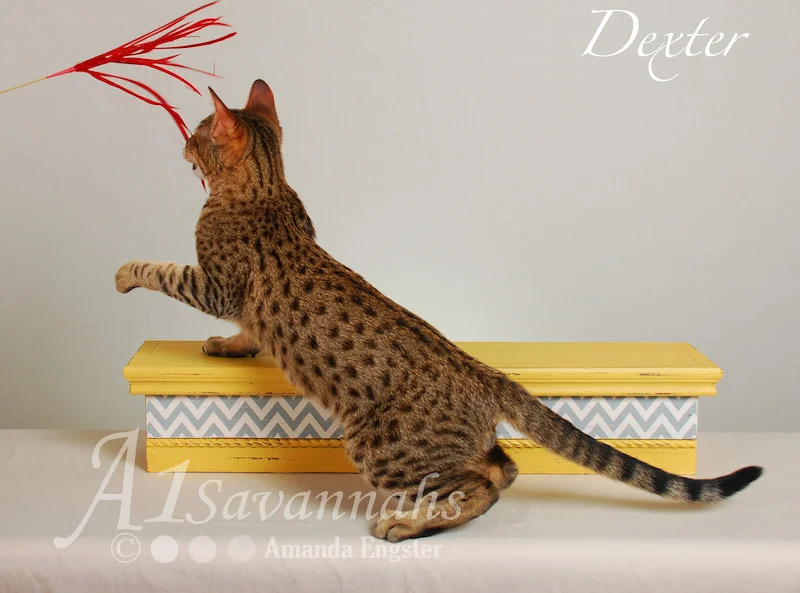 A1Savannahs Dexter SBT Male Savannah Kitten