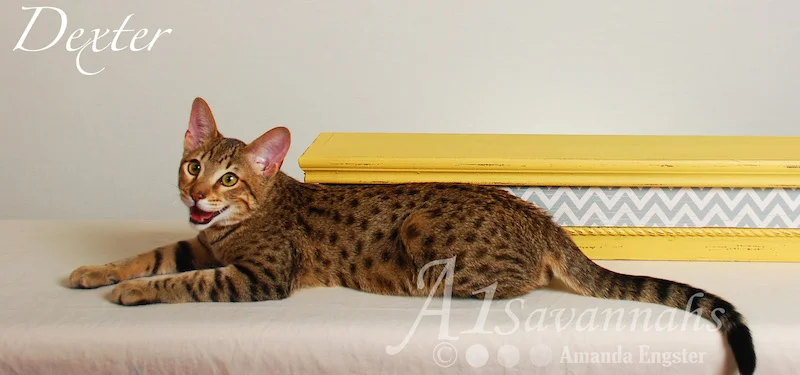 A1Savannahs Dexter SBT Male Savannah Kitten
