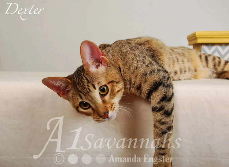 A1Savannahs Dexter SBT Male Savannah Kitten