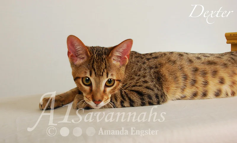 A1Savannahs Dexter SBT Male Savannah Kitten