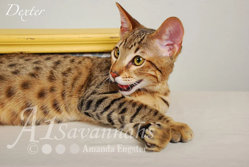 A1Savannahs Dexter SBT Male Savannah Kitten