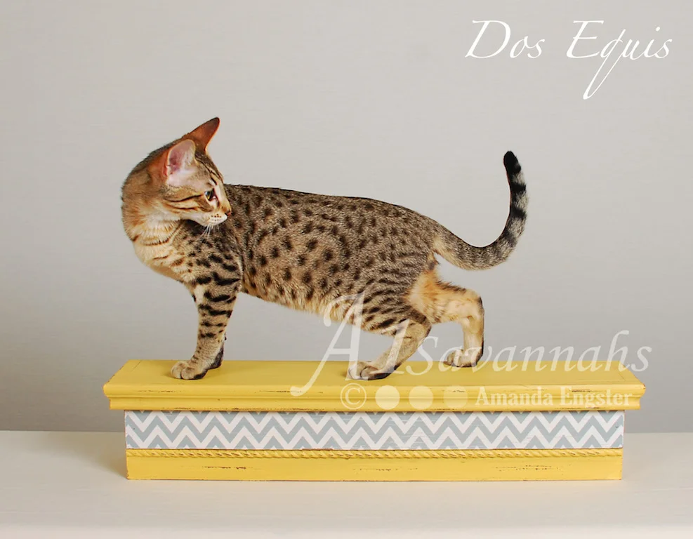 A1Savannahs Dos Equis SBT Male Savannah Kitten