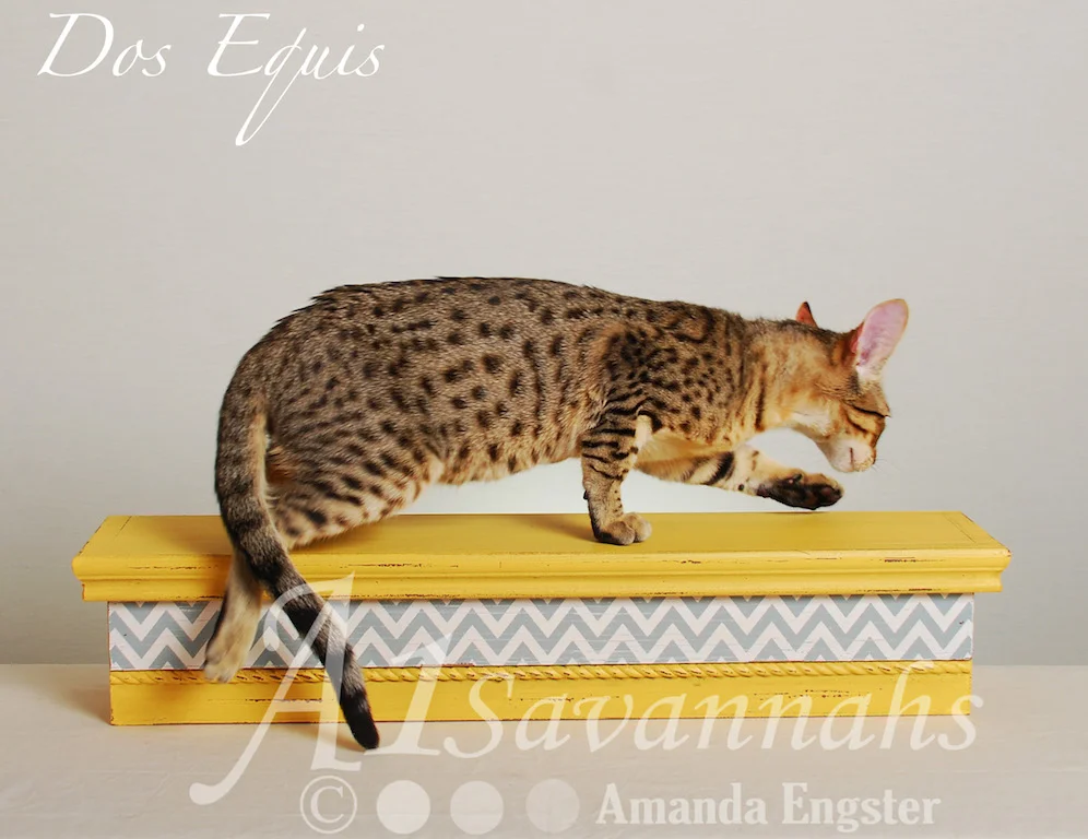 A1Savannahs Dos Equis SBT Male Savannah Kitten
