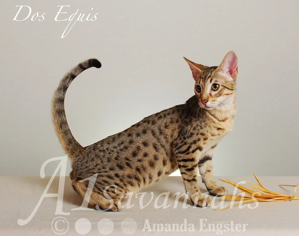 A1Savannahs Dos Equis SBT Male Savannah Kitten