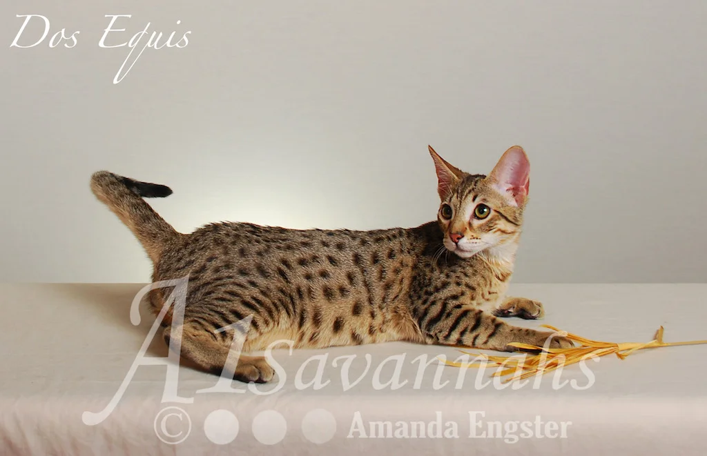 A1Savannahs Dos Equis SBT Male Savannah Kitten
