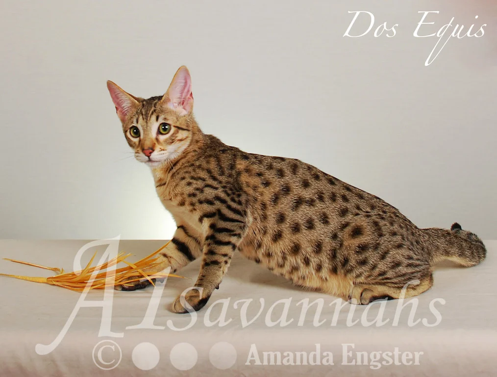 A1Savannahs Dos Equis SBT Male Savannah Kitten