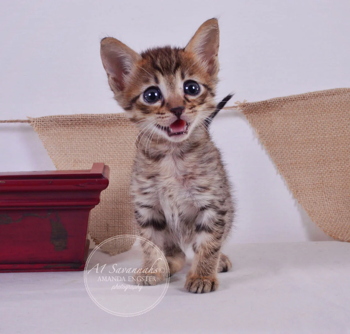 A1Savannahs Flower F4 Female Savannah Kitten