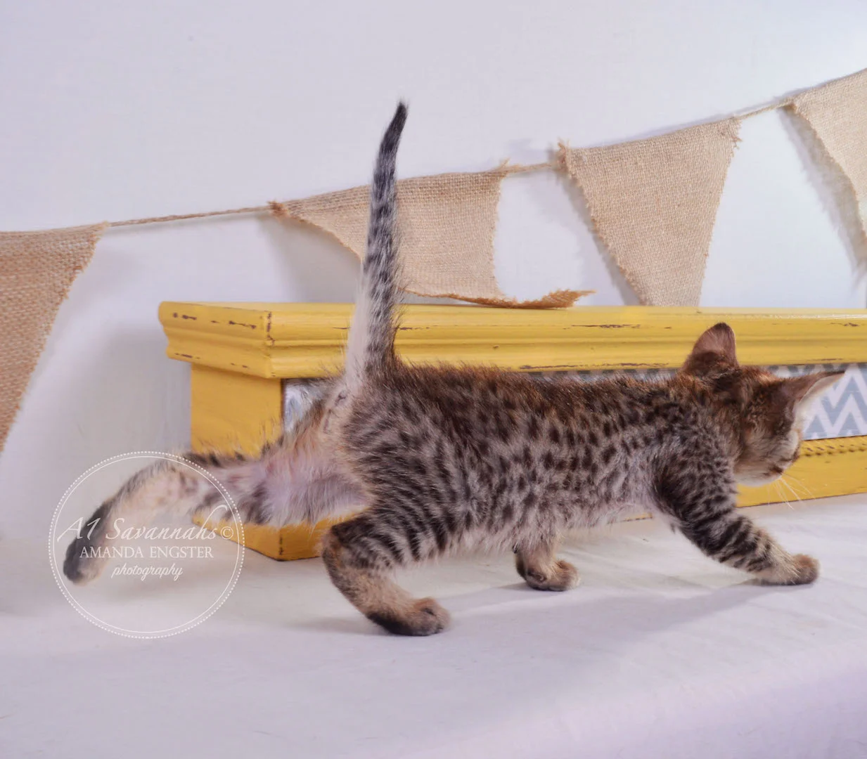 A1Savannahs Flower F4 Female Savannah Kitten