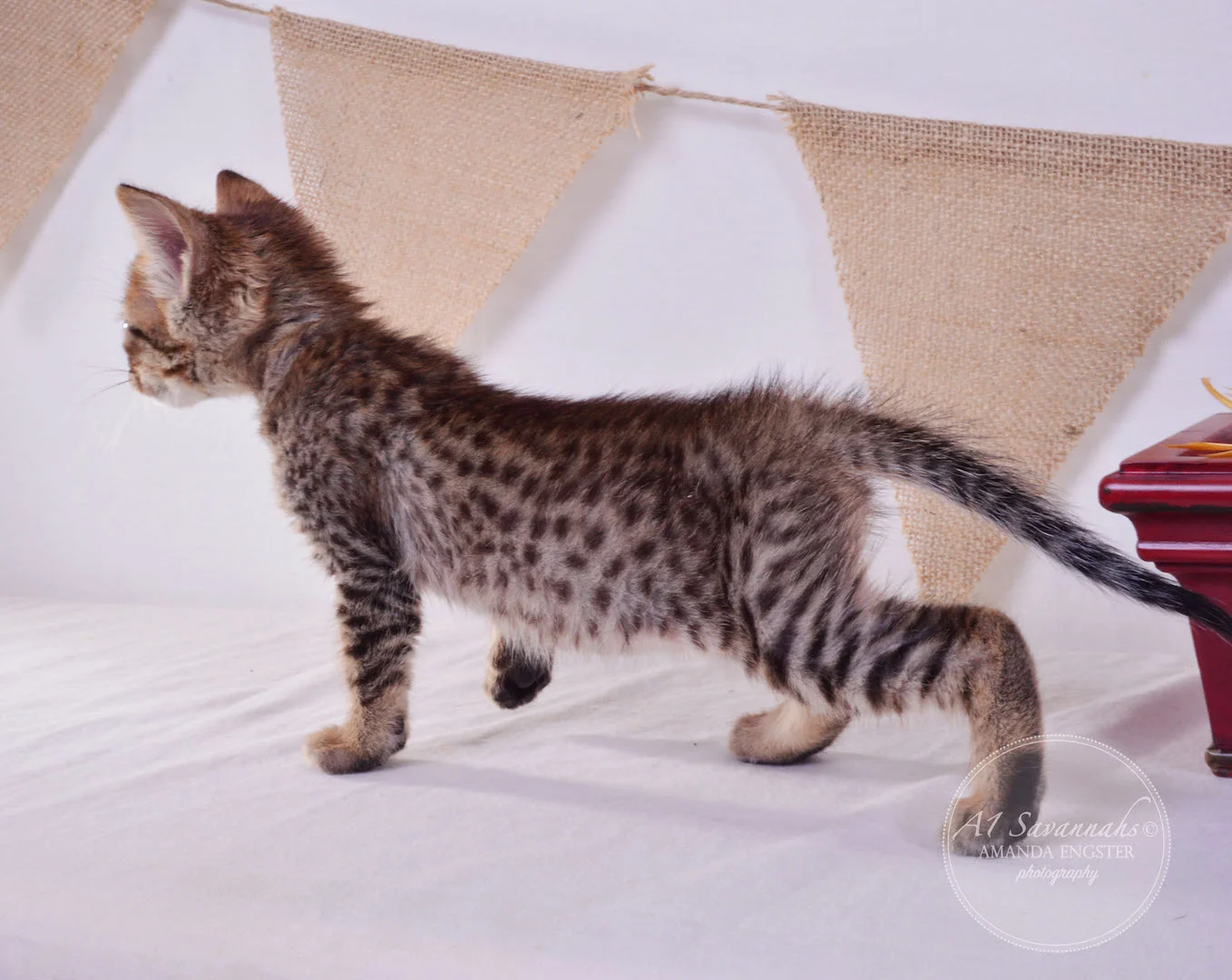 A1Savannahs Flower F4 Female Savannah Kitten