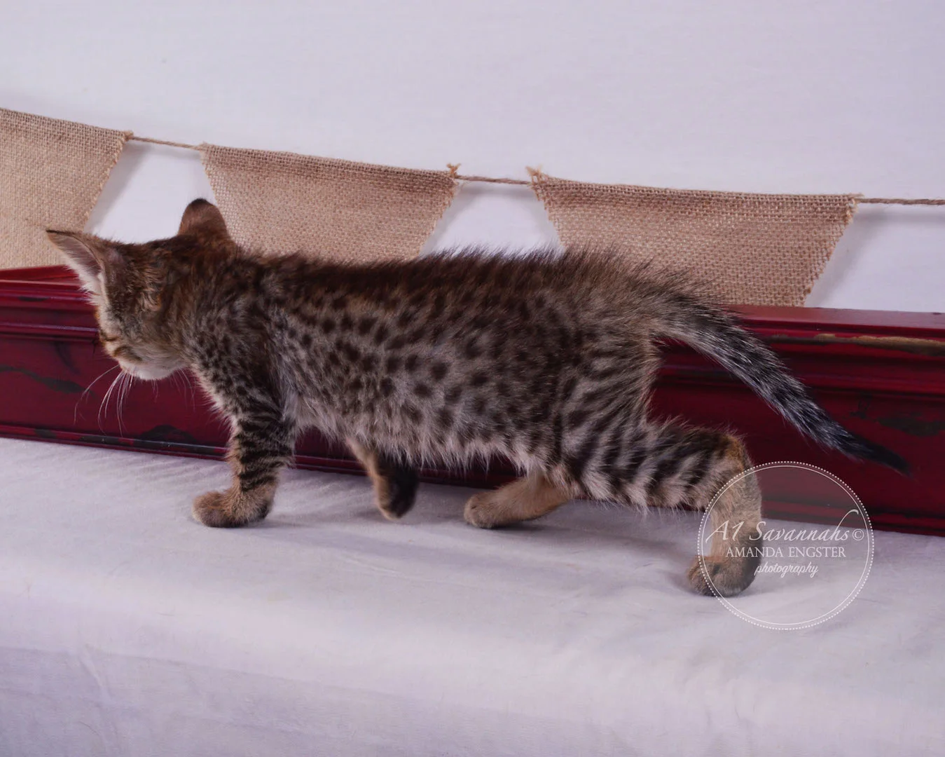 A1Savannahs Flower F4 Female Savannah Kitten