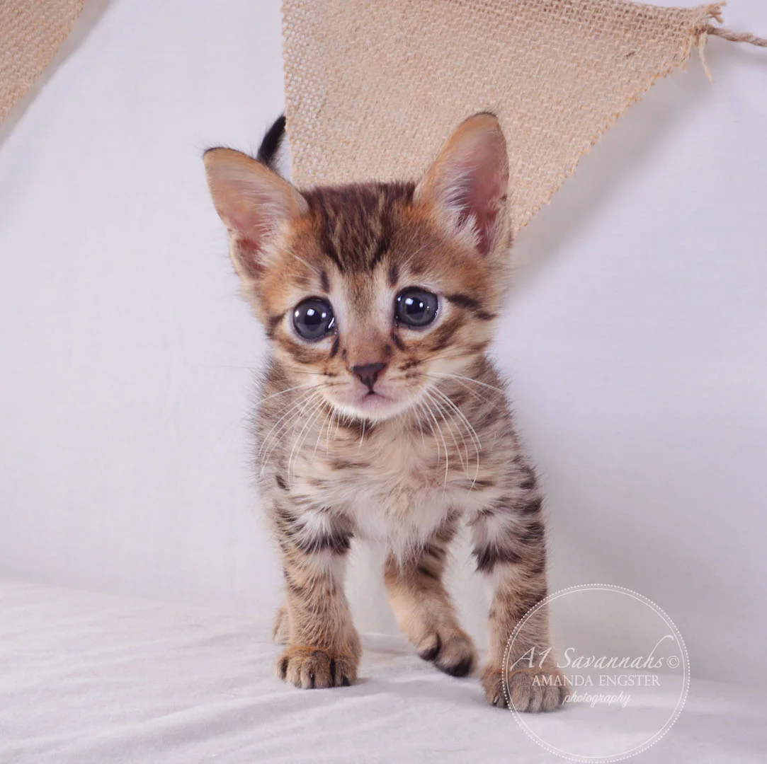 A1Savannahs Flower F4 Female Savannah Kitten