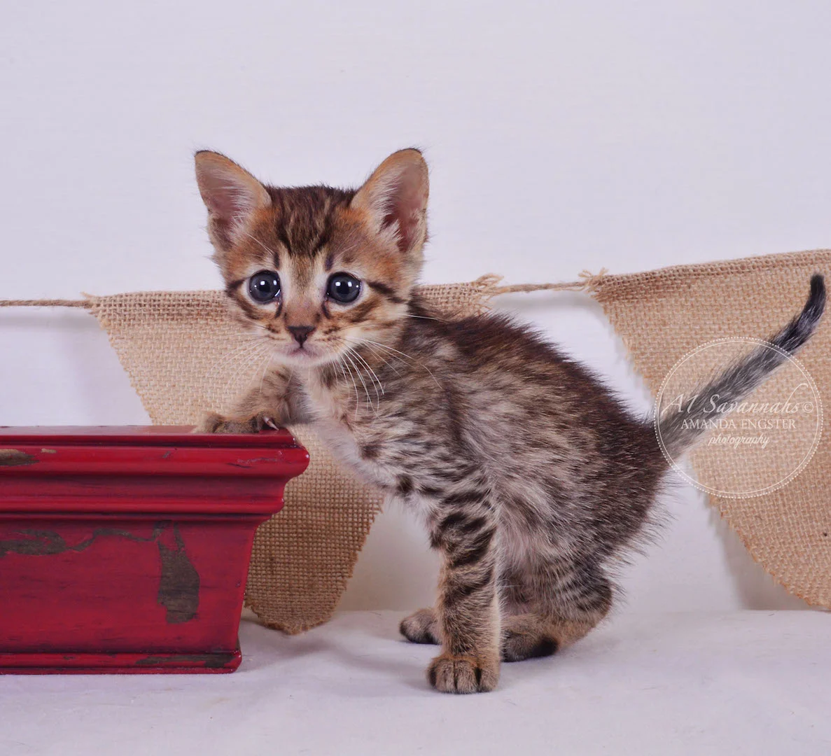 A1Savannahs Flower F4 Female Savannah Kitten