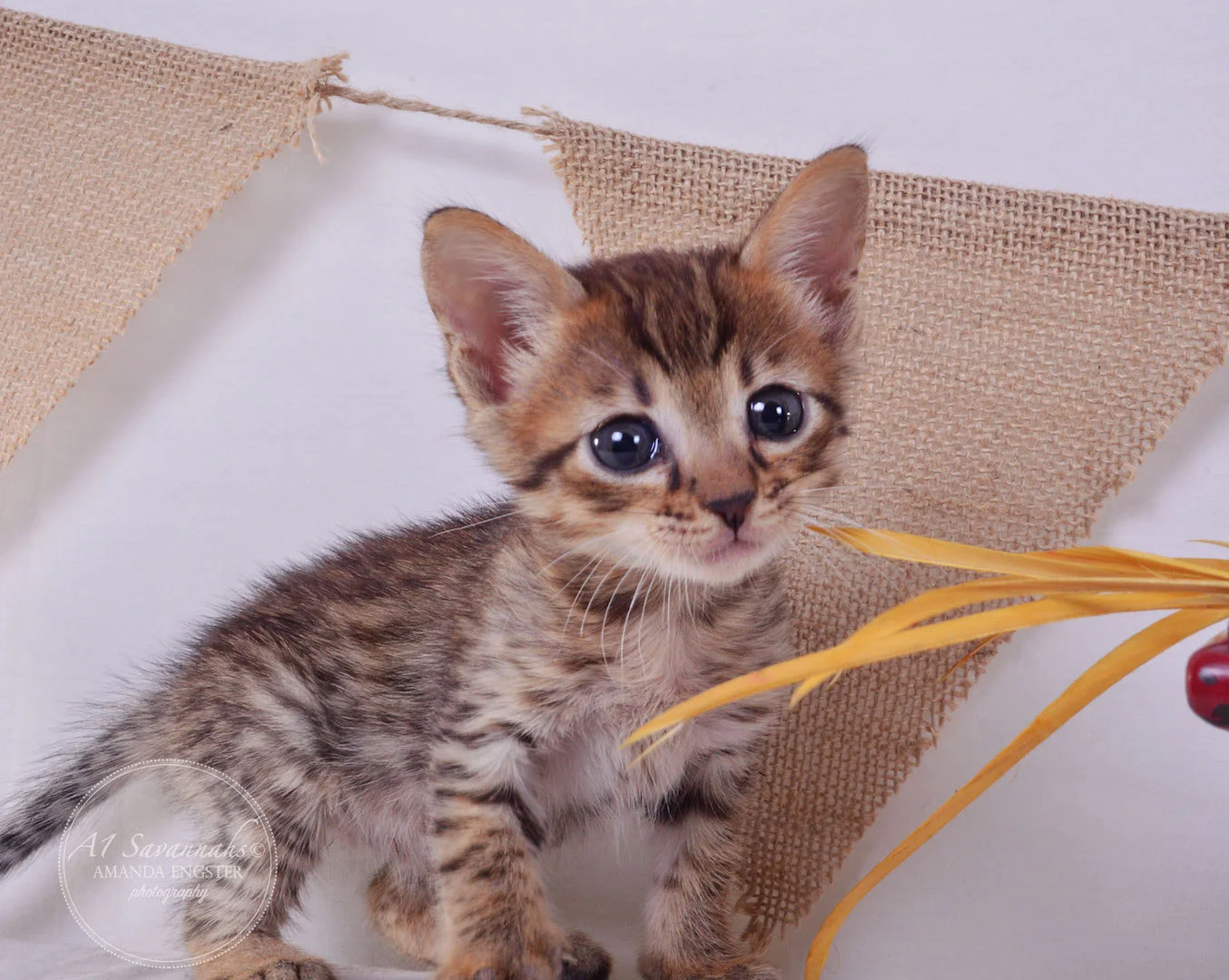 A1Savannahs Flower F4 Female Savannah Kitten