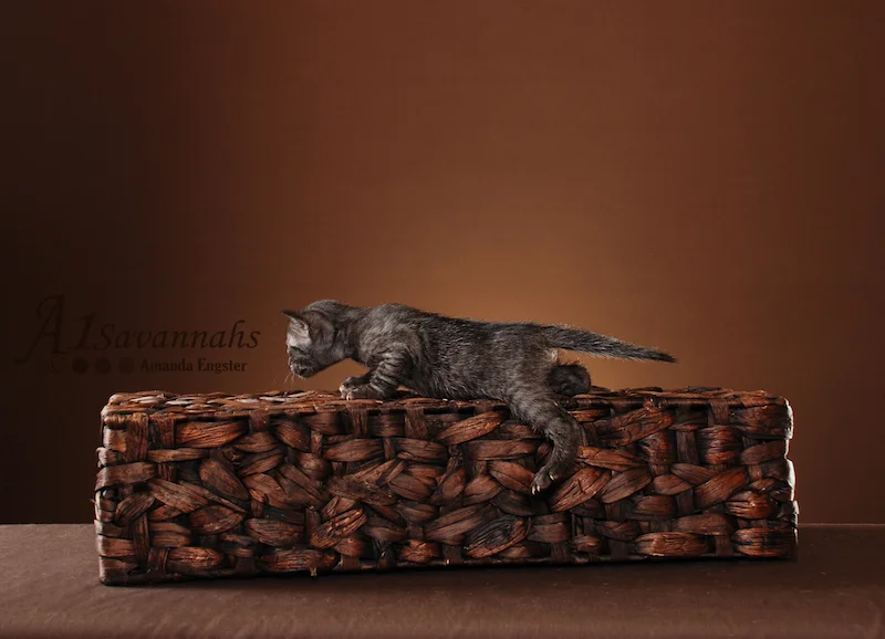 A1Savannahs Jazzie SBT Female Savannah Kitten