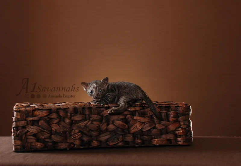 A1Savannahs Jazzie SBT Female Savannah Kitten