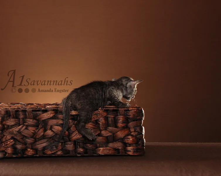 A1Savannahs Jazzie SBT Female Savannah Kitten