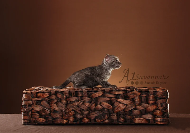 A1Savannahs Jazzie SBT Female Savannah Kitten