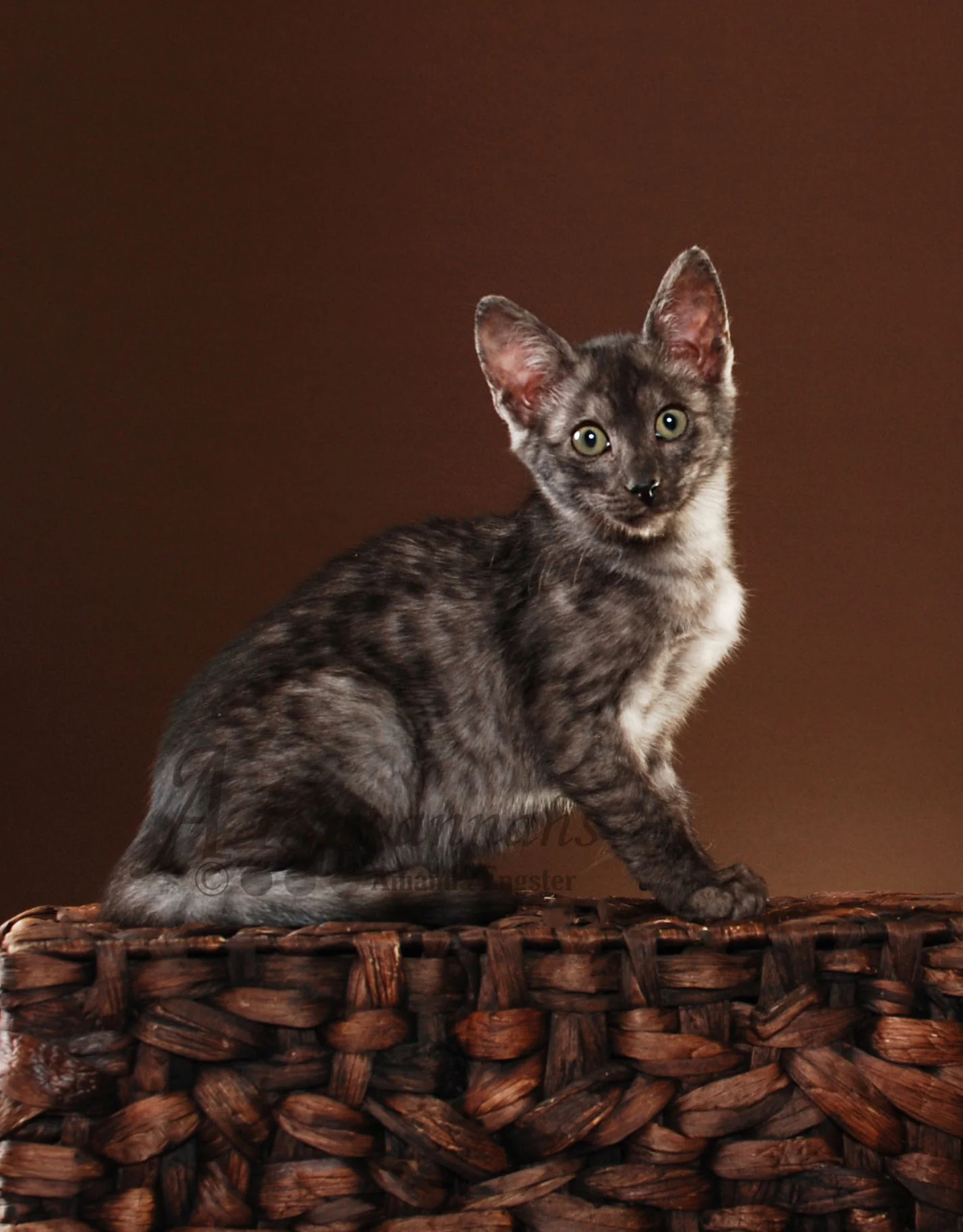 A1Savannahs Jazzie SBT Female Savannah Kitten