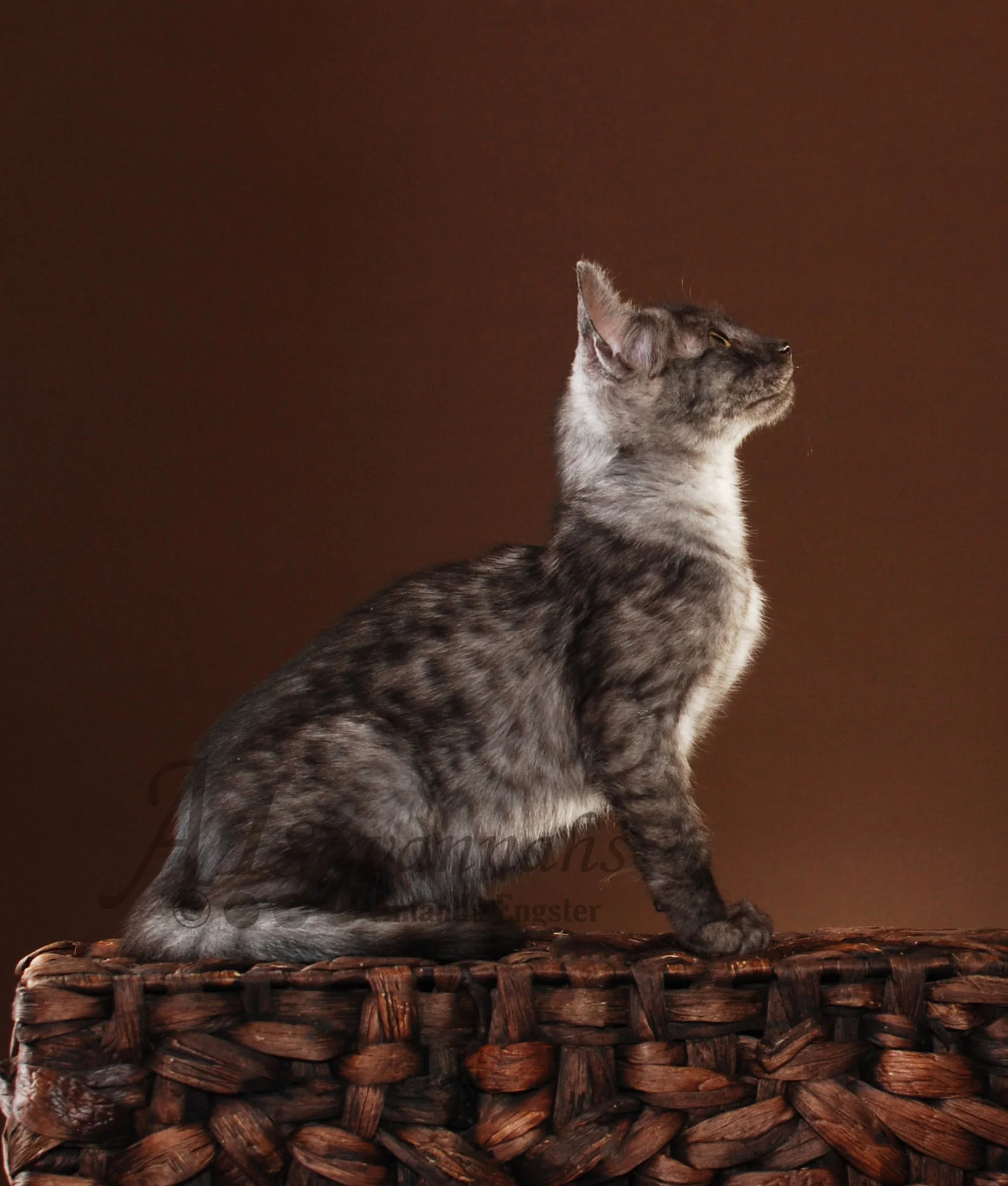 A1Savannahs Jazzie SBT Female Savannah Kitten