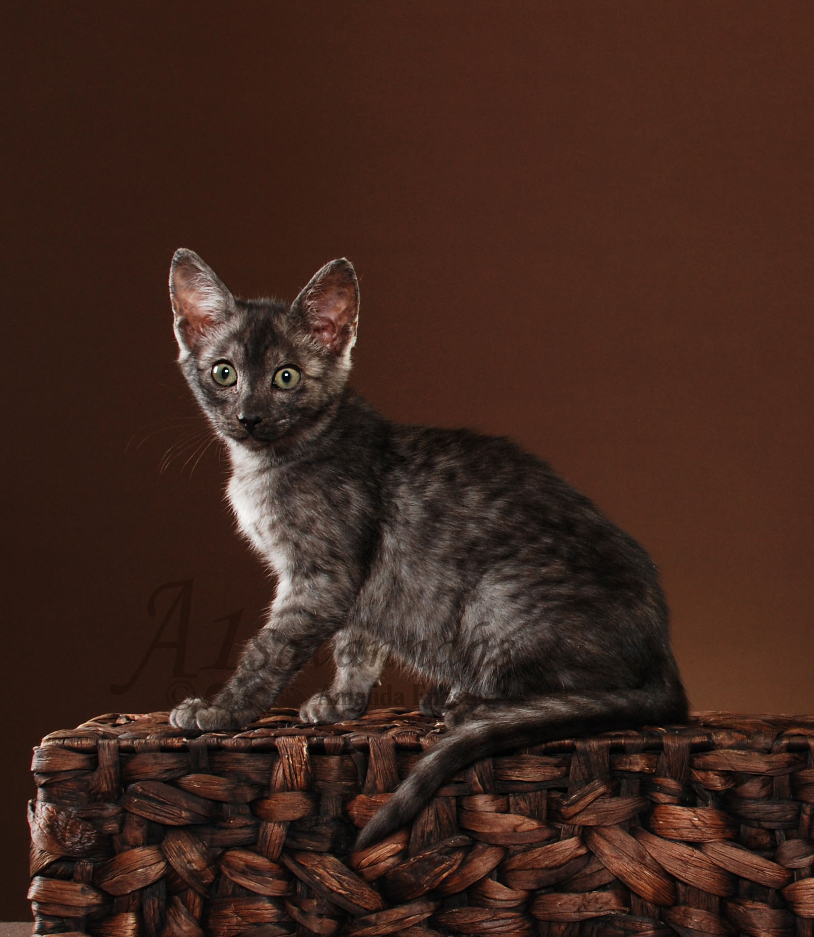 A1Savannahs Jazzie SBT Female Savannah Kitten
