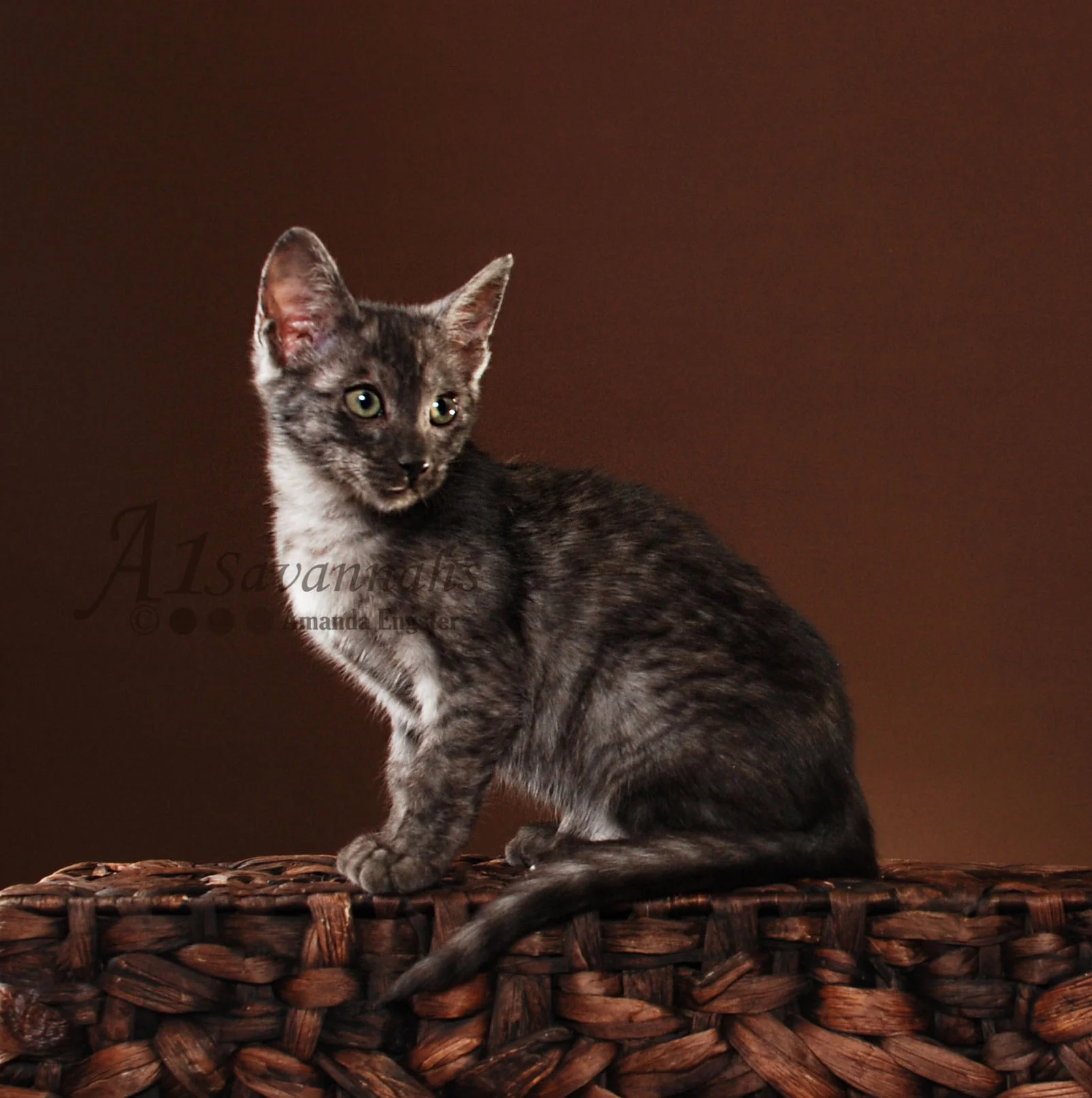 A1Savannahs Jazzie SBT Female Savannah Kitten