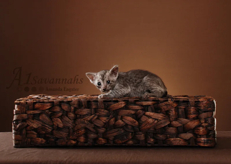 A1Savannahs Alexis SBT Female Savannah Kitten