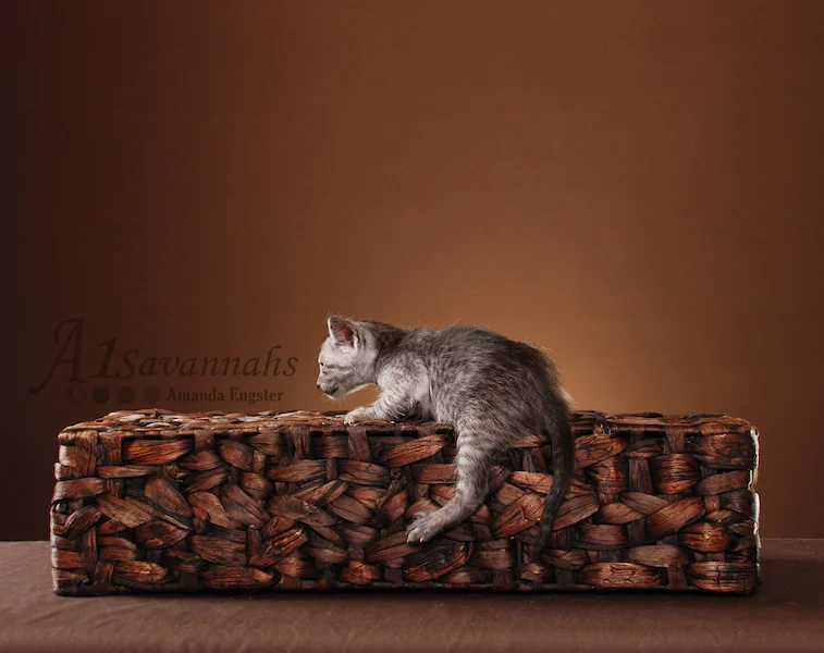 A1Savannahs Alexis SBT Female Savannah Kitten