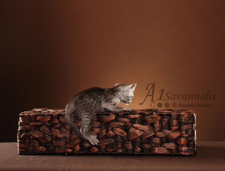 A1Savannahs Alexis SBT Female Savannah Kitten