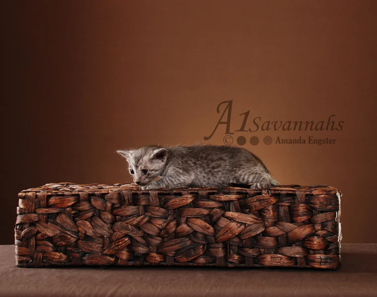 A1Savannahs Alexis SBT Female Savannah Kitten