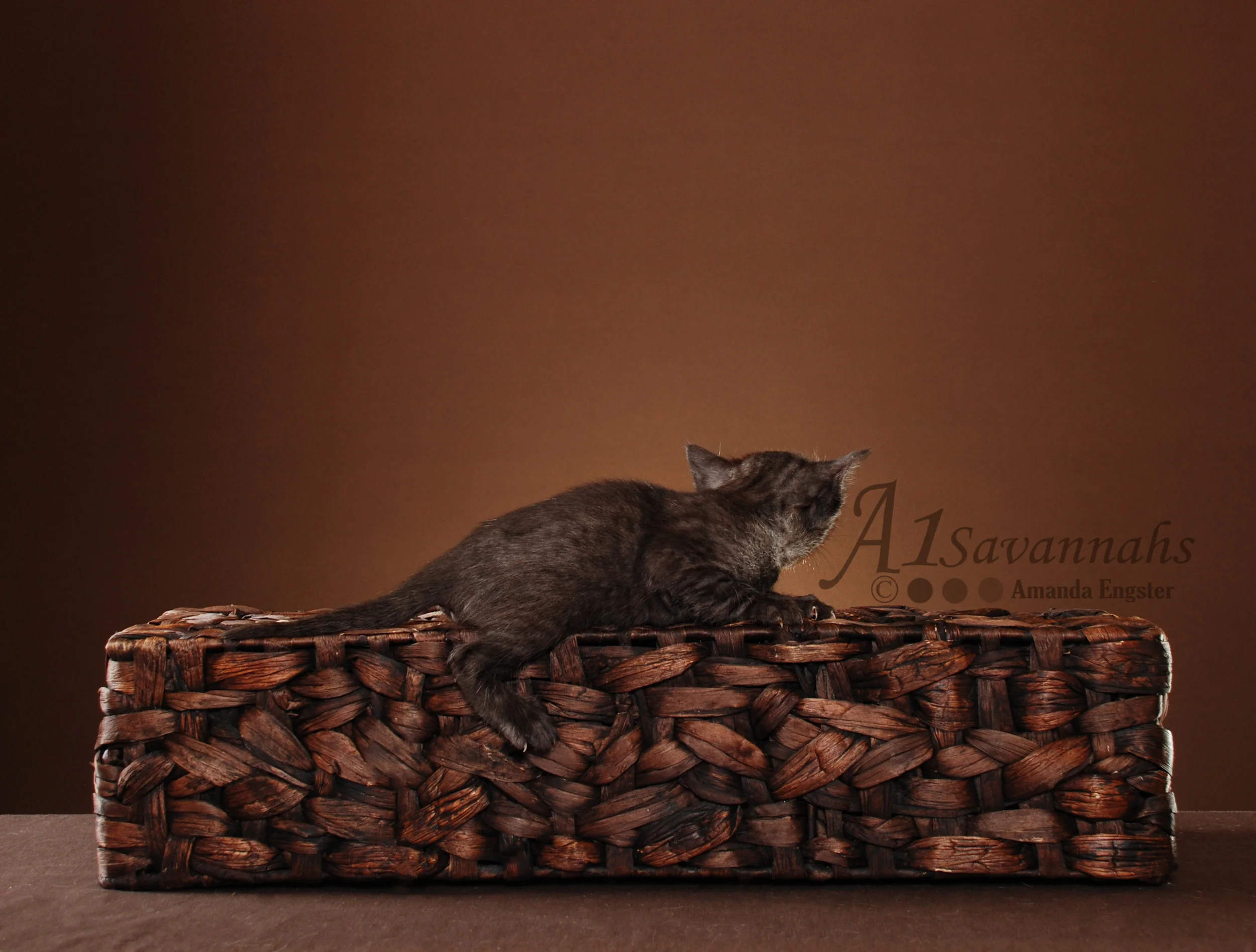 A1Savannahs Tazo SBT Female Savannah Kitten