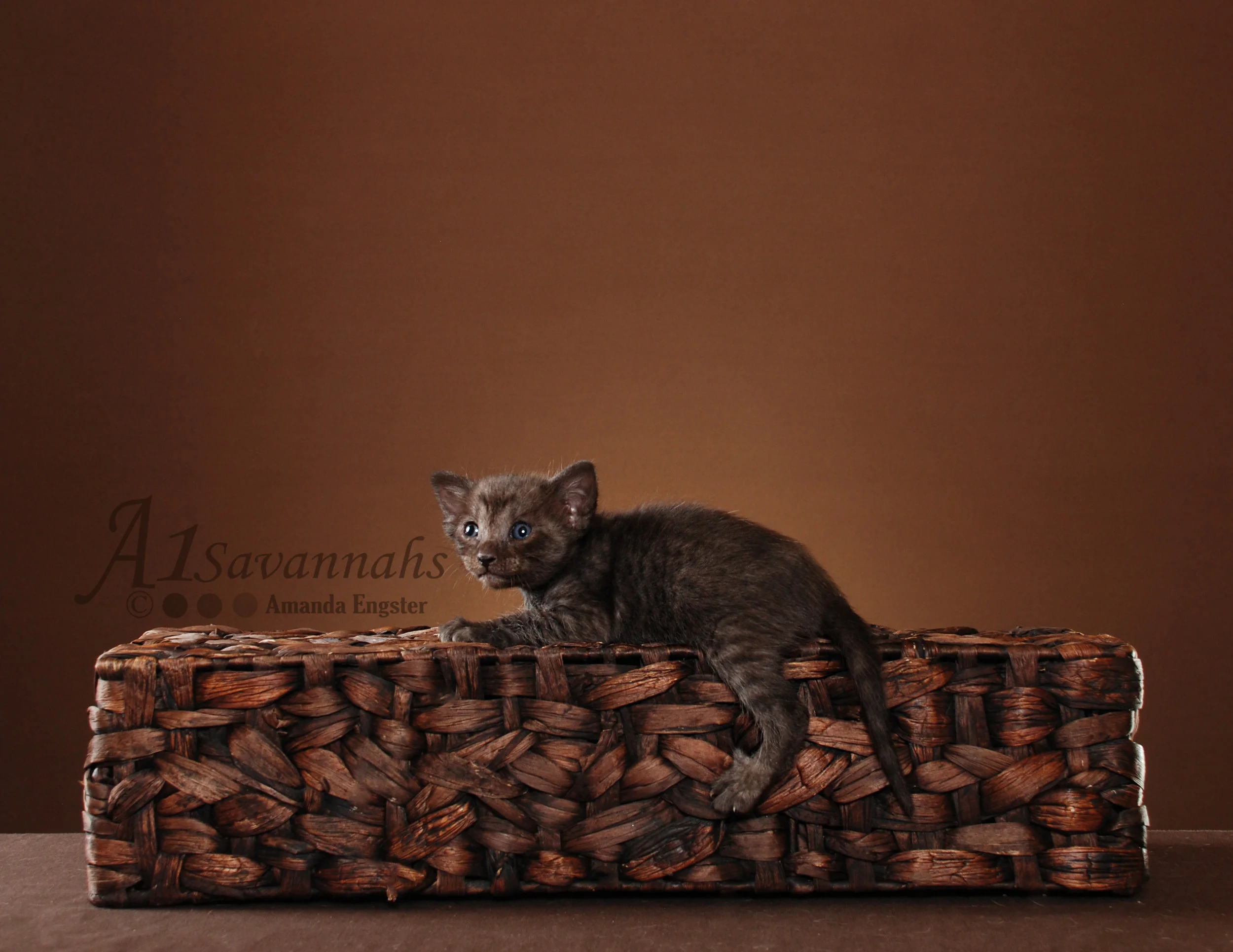 A1Savannahs Tazo SBT Female Savannah Kitten