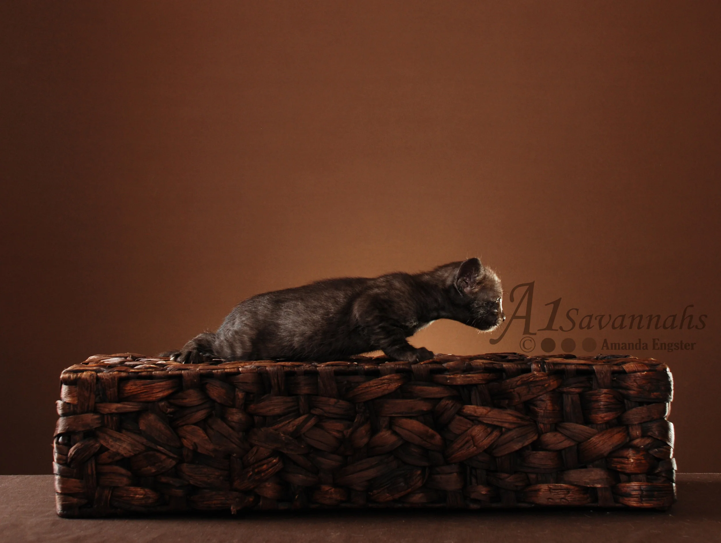 A1Savannahs Tazo SBT Female Savannah Kitten
