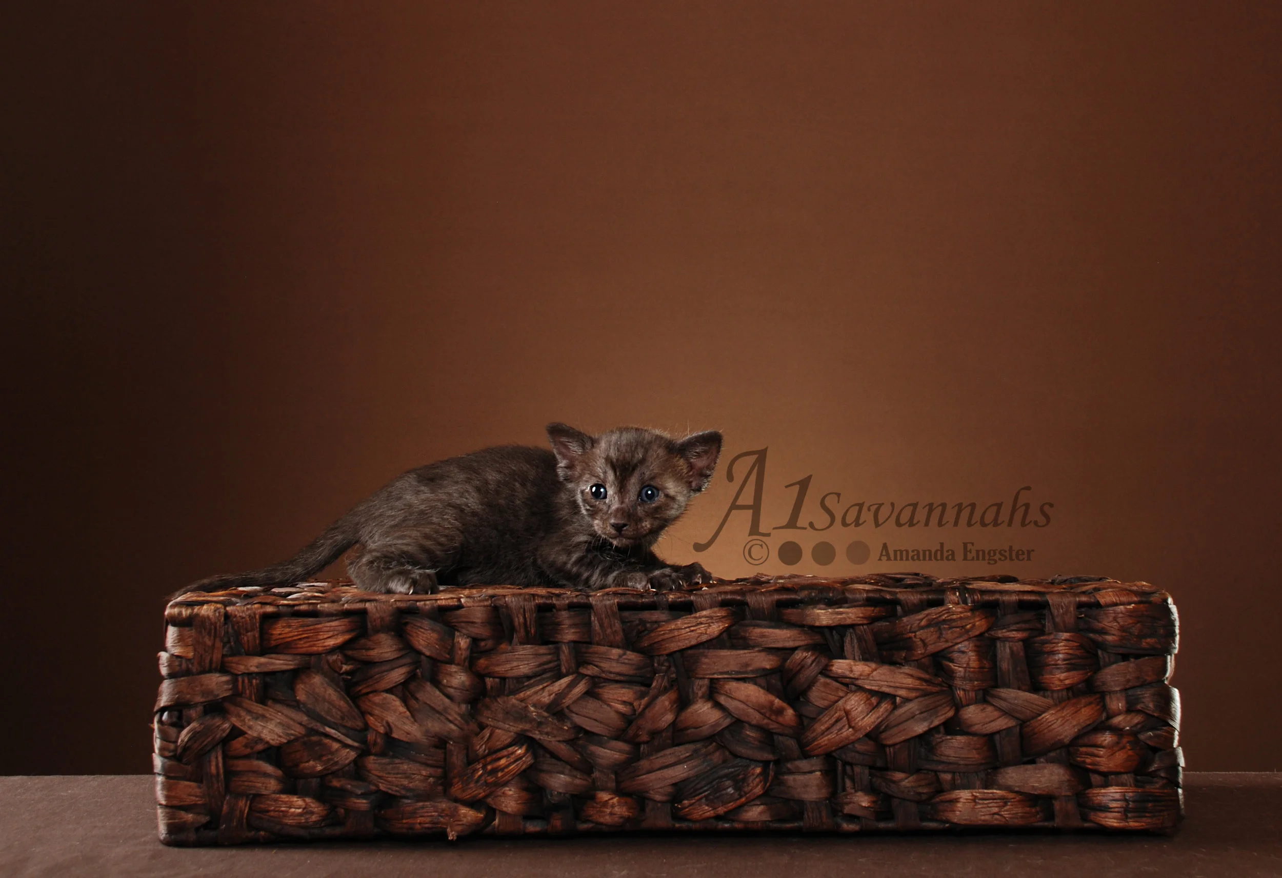 A1Savannahs Tazo SBT Female Savannah Kitten