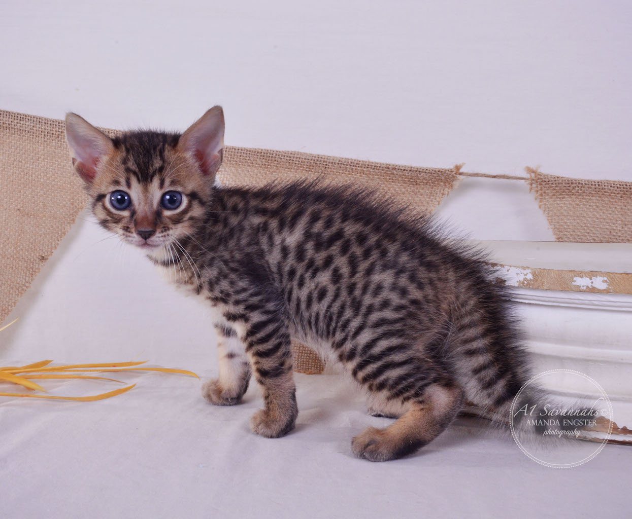 A1Savannahs Allie F4 Female Savannah Kitten