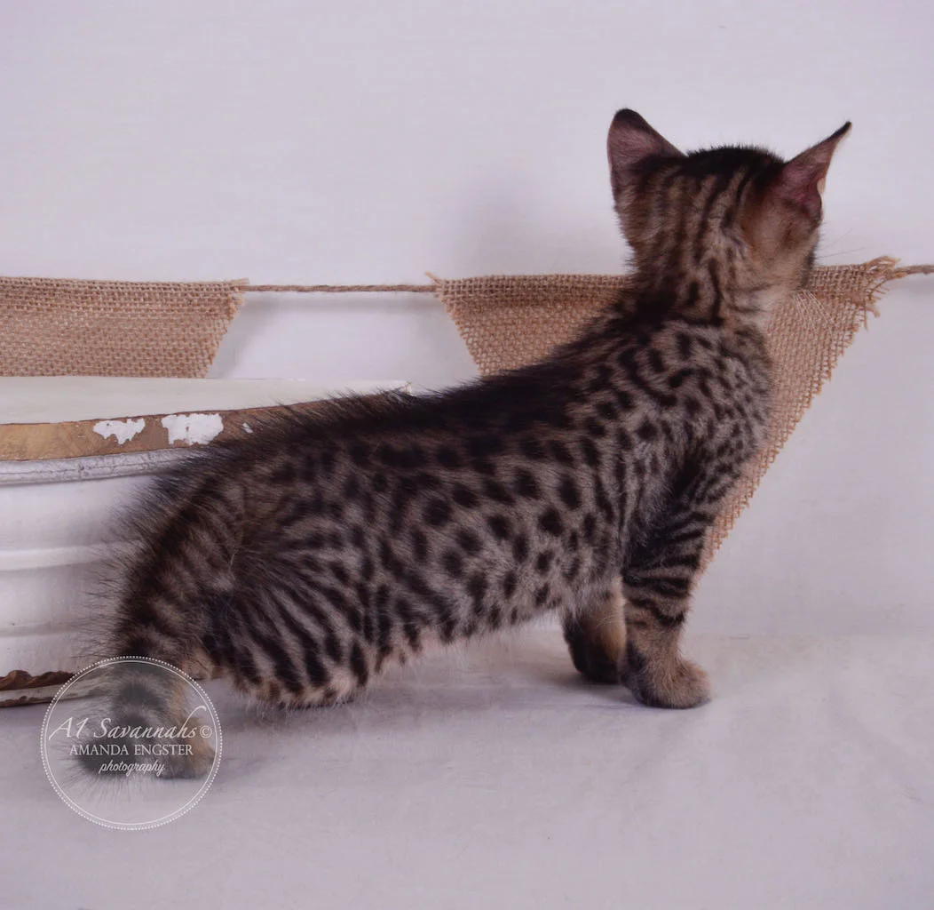 A1Savannahs Allie F4 Female Savannah Kitten