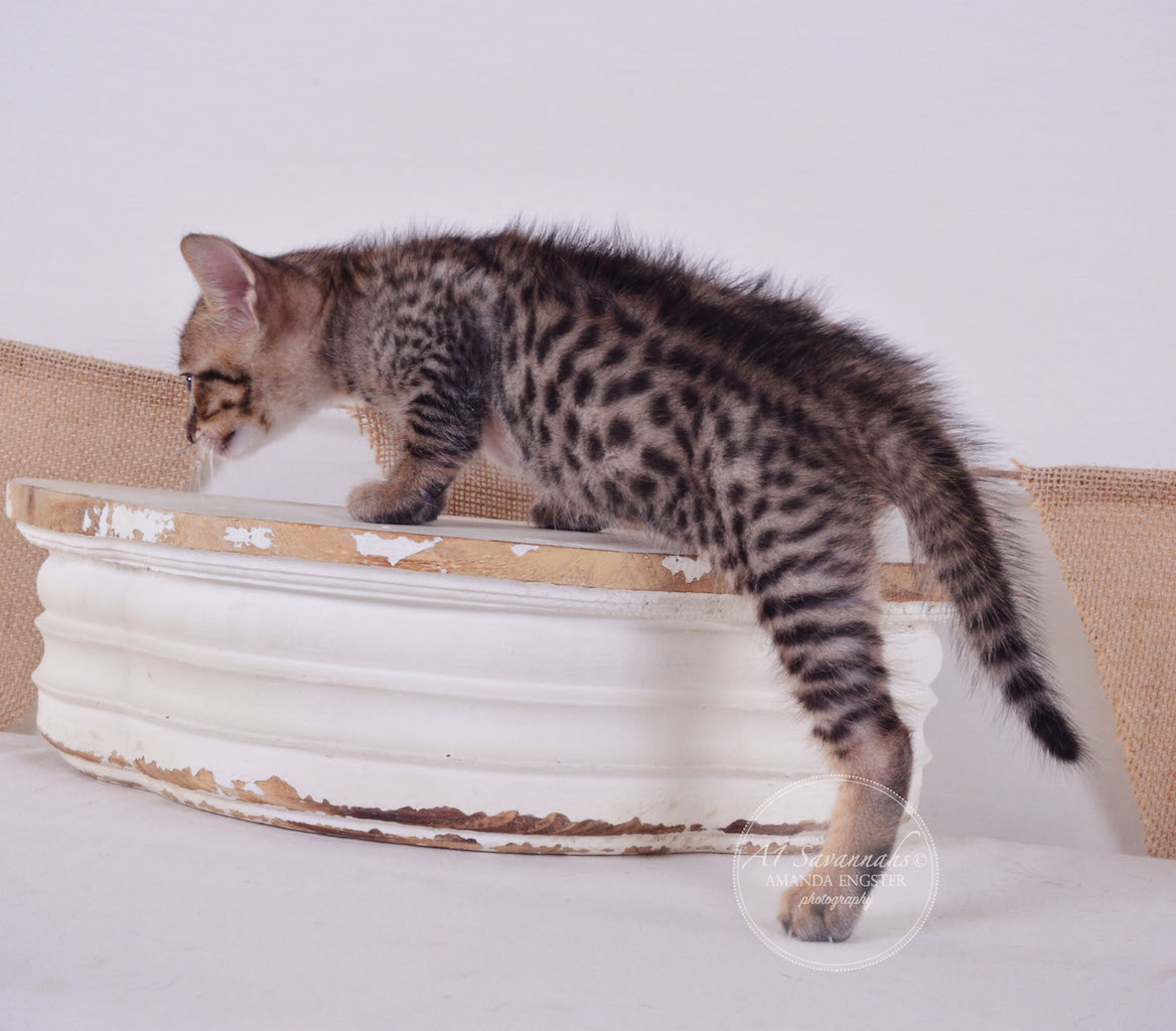 A1Savannahs Allie F4 Female Savannah Kitten