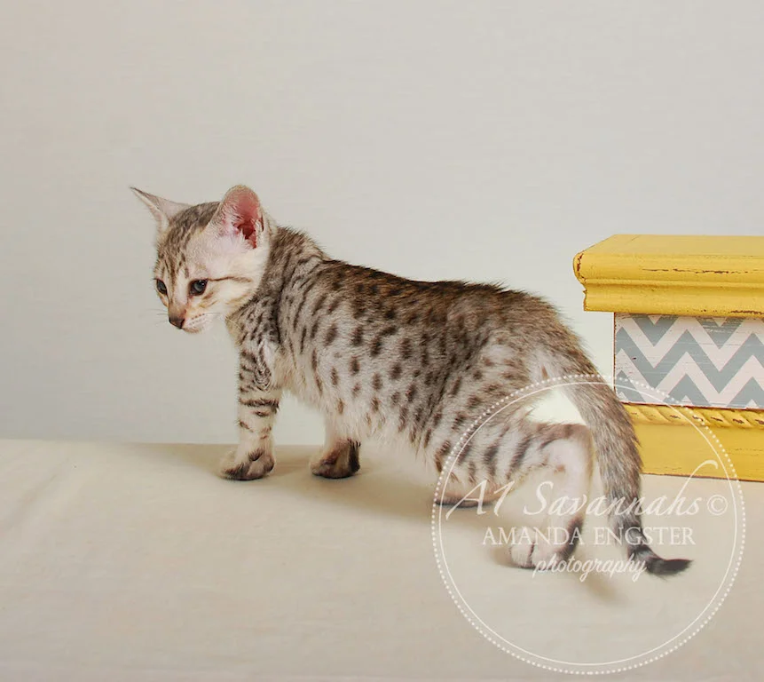 A1Savannahs Eliza SBT Female Savannah Kitten