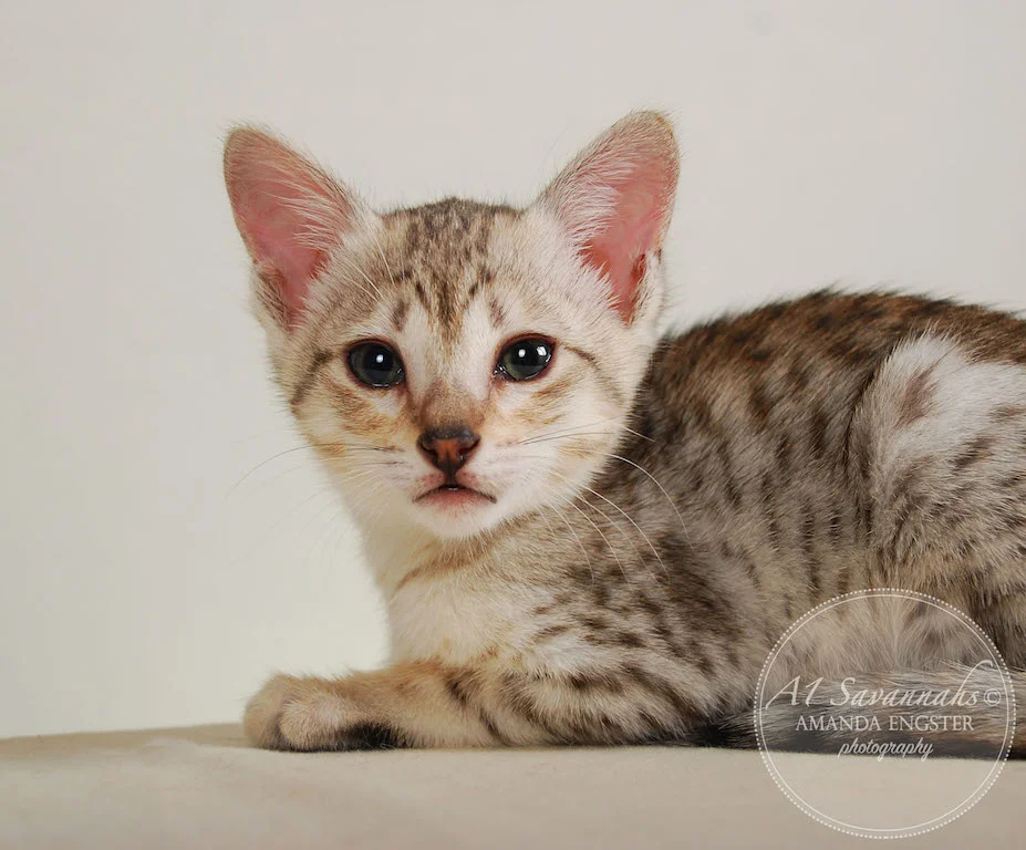 A1Savannahs Eliza SBT Female Savannah Kitten