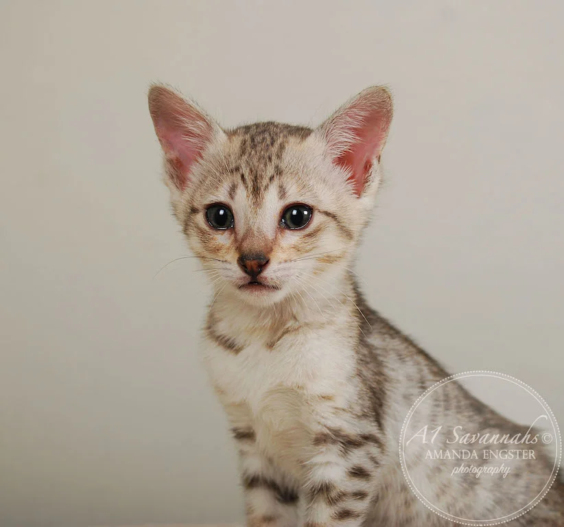 A1Savannahs Eliza SBT Female Savannah Kitten