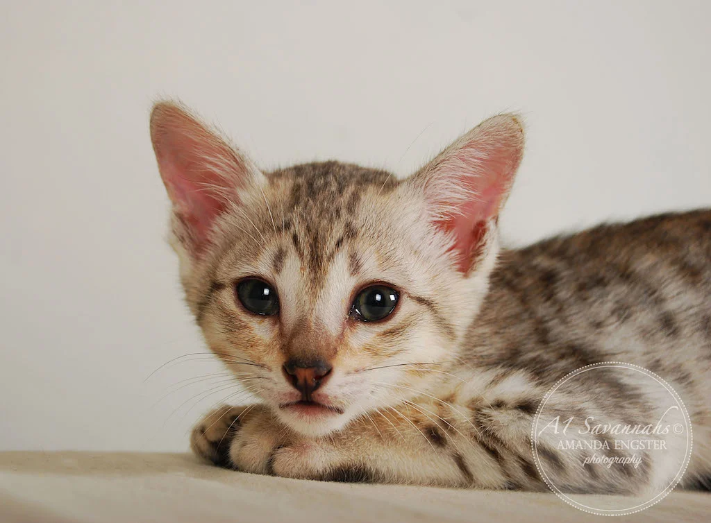 A1Savannahs Eliza SBT Female Savannah Kitten