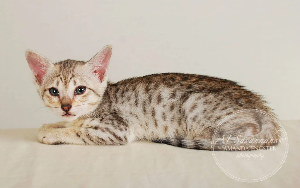 A1Savannahs Eliza SBT Female Savannah Kitten