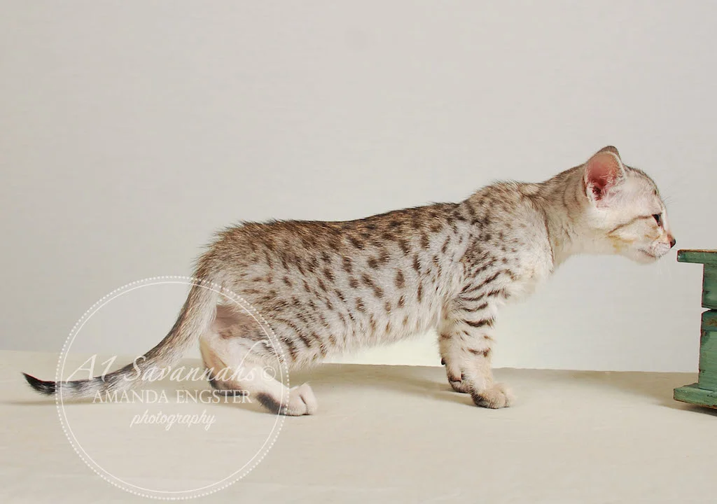 A1Savannahs Eliza SBT Female Savannah Kitten