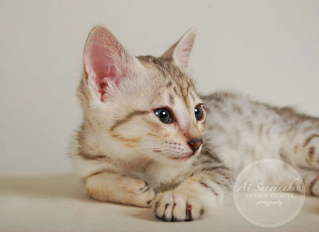 A1Savannahs Eliza SBT Female Savannah Kitten