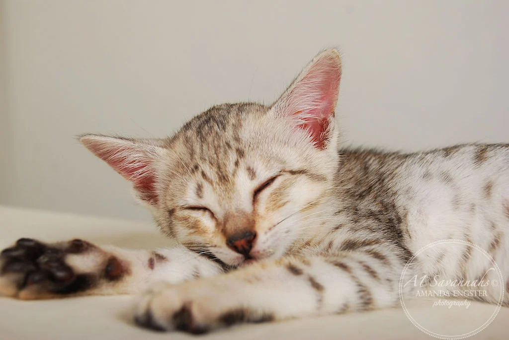 A1Savannahs Eliza SBT Female Savannah Kitten